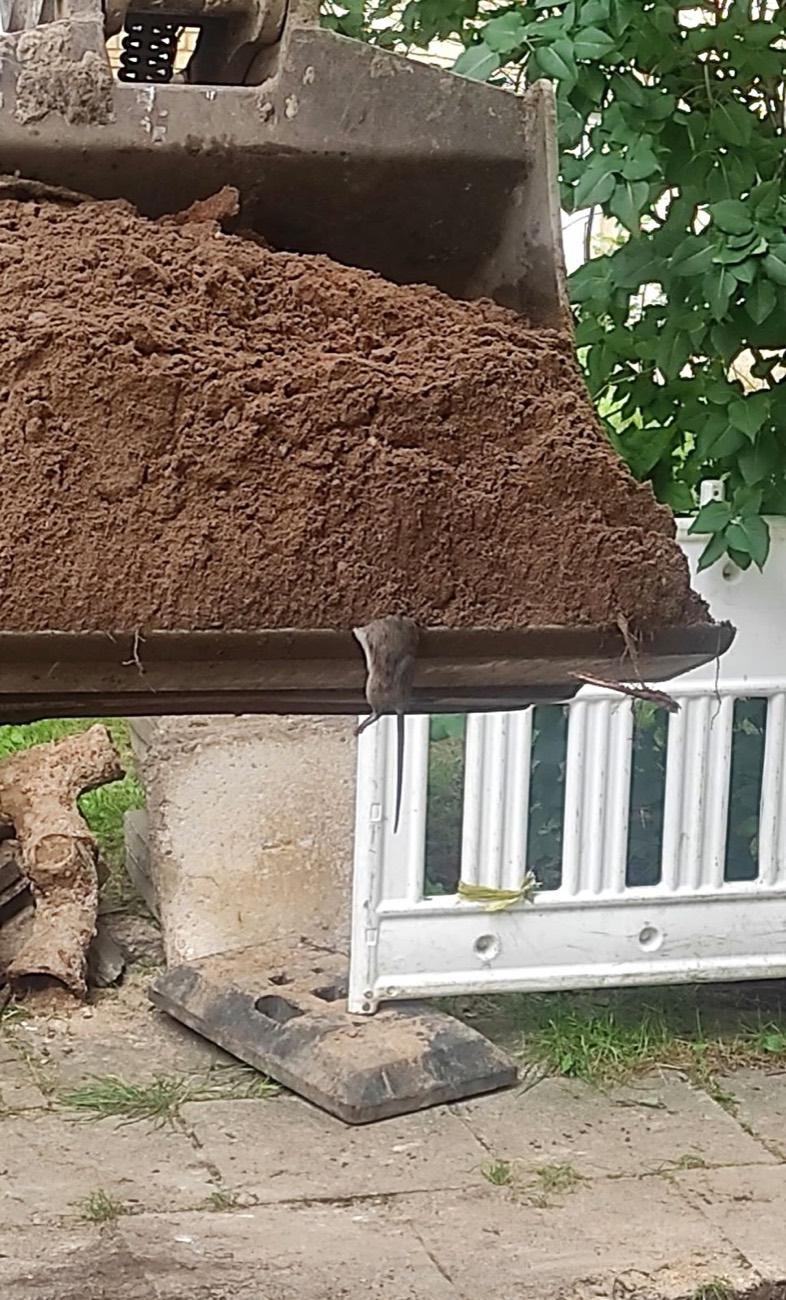 Kaušai